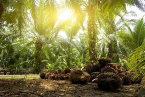 You are currently viewing Step by Step Oil Palm Production in Nigeria