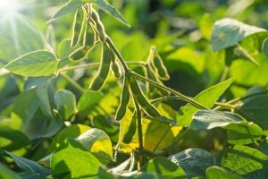 You are currently viewing Step by Step Soya Beans Production in Nigeria