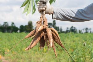 You are currently viewing Step by Step Cassava Production in Nigeria