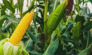 You are currently viewing Step by Step Maize Production in Nigeria