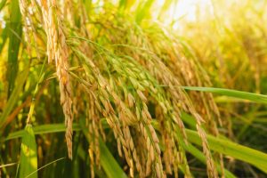 Read more about the article Step by Step Rice Production in Nigeria